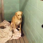 saddest-dog-homeless-again-lana-4-5914527ccabca__700