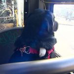 dog-rides-bus-seattle-eclipse-5948d57d296ed__700