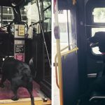 dog-rides-bus-seattle-eclipse-coverimage2