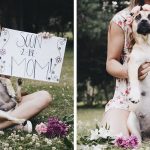 pregnant-dog-maternity-photoshoot-fusee-fb2__700-png