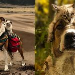 This Duo Of Cat And Dog Loves To Travel Together And Their Pictures Are Adorable