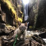 This Duo Of Cat And Dog Loves To Travel Together And Their Pictures Are Adorable!12