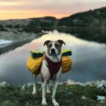 This Duo Of Cat And Dog Loves To Travel Together And Their Pictures Are Adorable!14