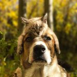 This Duo Of Cat And Dog Loves To Travel Together And Their Pictures Are Adorable!16