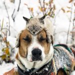 This Duo Of Cat And Dog Loves To Travel Together And Their Pictures Are Adorable!20