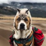 This Duo Of Cat And Dog Loves To Travel Together And Their Pictures Are Adorable!3
