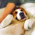 This Duo Of Cat And Dog Loves To Travel Together And Their Pictures Are Adorable!4