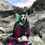 This Duo Of Cat And Dog Loves To Travel Together And Their Pictures Are Adorable!5