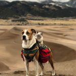 This Duo Of Cat And Dog Loves To Travel Together And Their Pictures Are Adorable!9