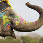 decorated-indian-elephant-raising-trunk