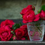types of rose, rose pic, love rose pic
