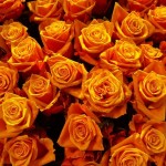 types of rose, rose pic, love rose pic