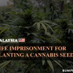 3. 9 Most weird Marijuana Law All Around the world