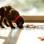 Brown-Labrador-Retriever-Puppy-Eating