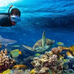 snorkel-in-cancun-tour