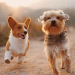 Feeding-And-Diet-Tips-For-Dogs