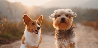 Feeding-And-Diet-Tips-For-Dogs